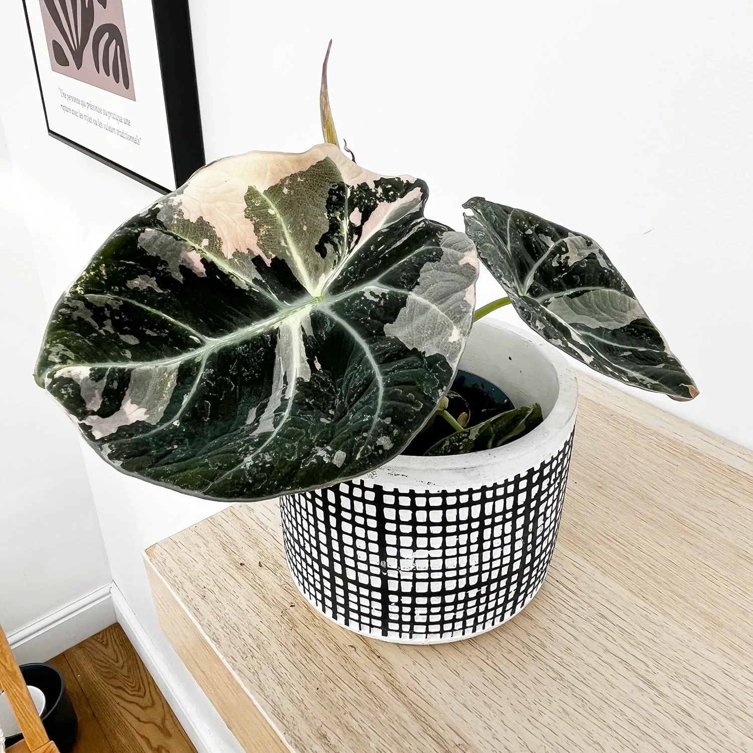 15 - 20 Variegated Alocasia Black Velvet 10.5cm Pot Houseplant