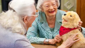Companion Animals